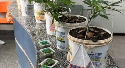 pe-de-maconha-576x1024.jpg